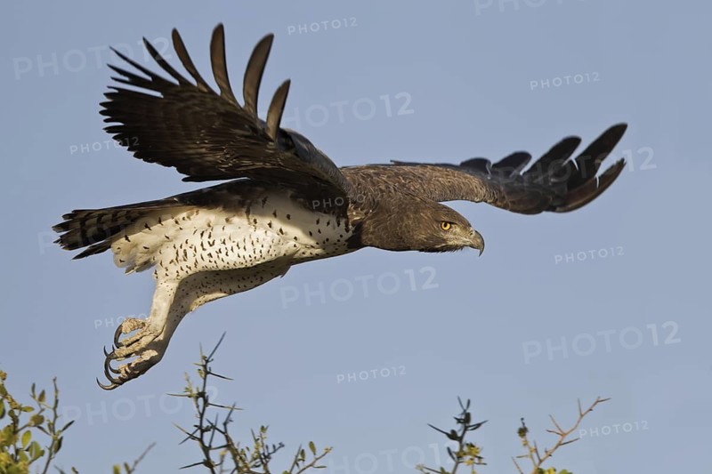 Martial Eagle (Polemaetus bellicosus) flying, Masai Mara, Kenya