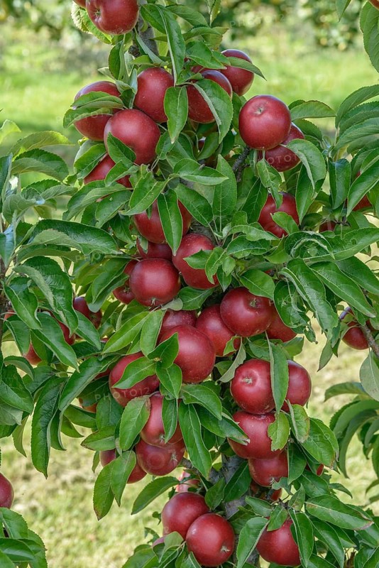Columnar apple (Malus domestica 'Sunlight'), State Research Centre for Agriculture and Fisheries, Federal Republic of Germany