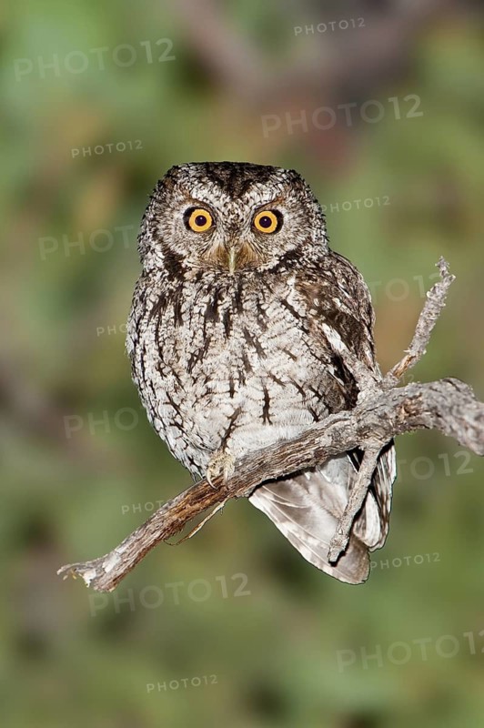 Whiskered Screech Owl (Megascops trichopsis), Arizona, USA