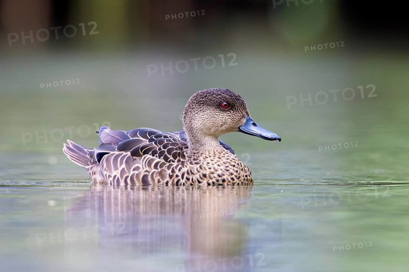 Chestnut Teal (Anas castanea) female, Victoria, Australia