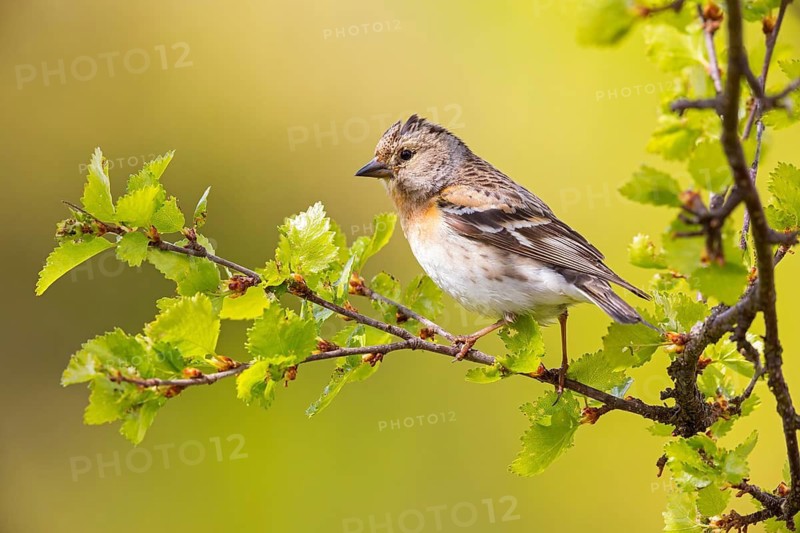 Bergfink, Brambling, Fringilla montifringilla, Pinson du Nord, Pinzón Real