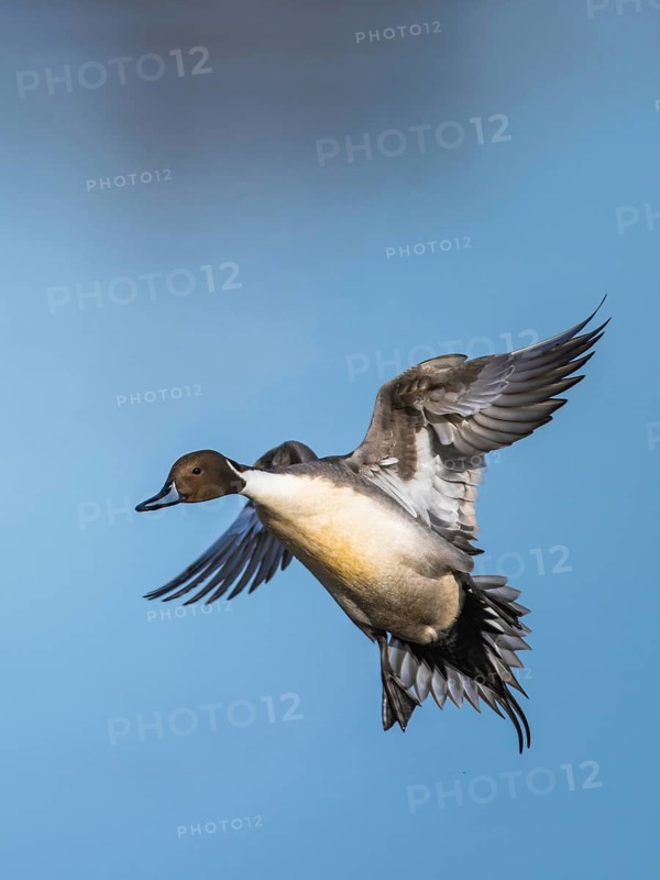 Northern Pintail, Anas acuta, male in flight over winter marshes