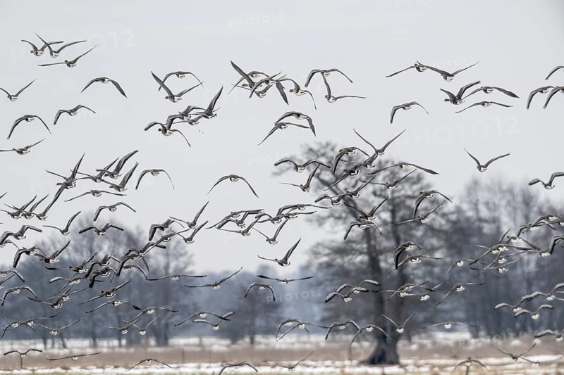 White-fronted geese (Anser albifrons), Lower Saxony, Germany
