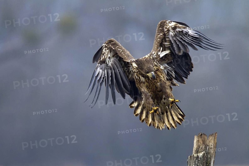 White-tailed Eagle (Haliaeetus albicilla) juvenile flying, Kutno, Poland
