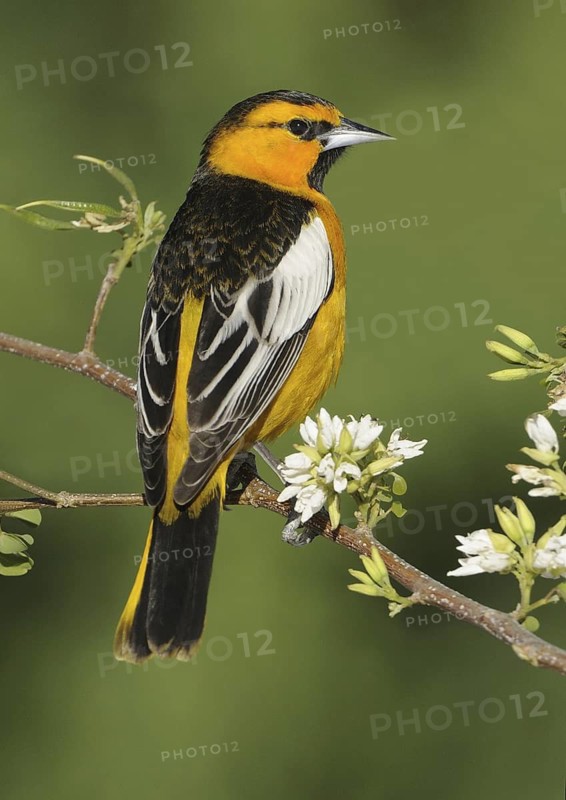 Bullock's Oriole (Icterus bullockii), Canada