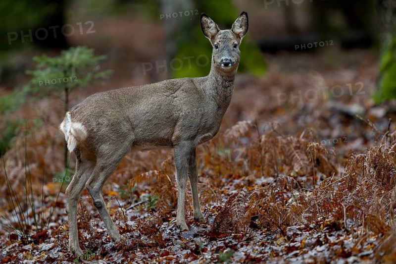 Unfortunately, I am not yet completely camouflaged at this point, the doe (Capreolus capreolus) keeps looking attentively in my direction, the shutter sounds of the camera do not disturb her, winter coat, February, Germany