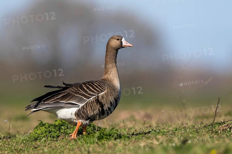 Greater White-fronted Goose (Anser albifrons), North Rhine-Westphalia, Germany