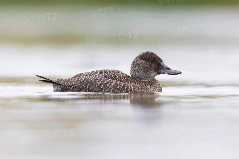 Blue-billed Duck (Oxyura australis) female, Victoria, Australia