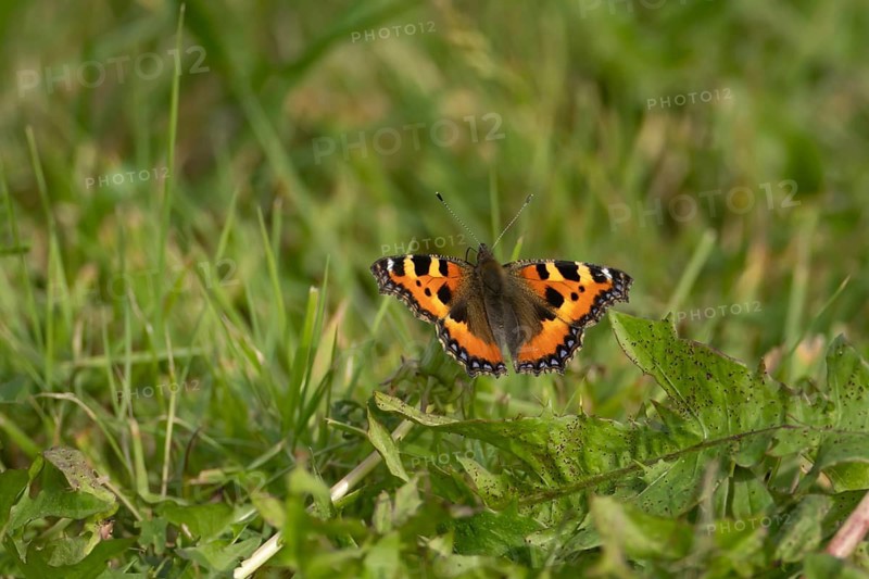 Small tortoiseshell butterfly (Aglais urticae) adult insect resting on grassland in summer, England, United Kingdom