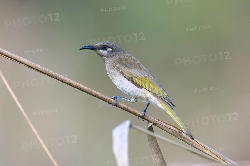Brown Honeyeater (Lichmera indistincta), Queensland, Australia