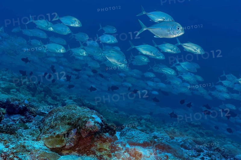 A vibrant school of bigeye trevally fish glides gracefully above a lush coral reef in the clear blue waters of the Maldives, showcasing the rich biodiversity of the oceanic ecosystem