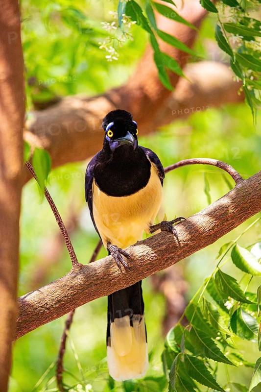 Plush-crested jay (Cyanocorax chrysops) Pantanal Brazil