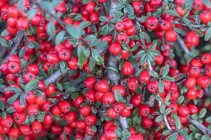 Fan-shaped cotoneaster (Cotoneaster horizontalis), Emsland, Lower Saxony, Germany