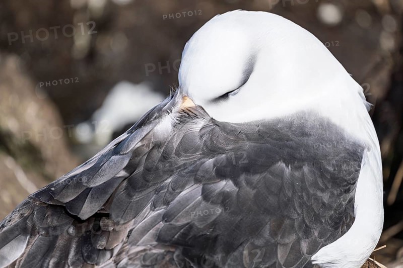 Black-browed albatross (Thalassarche melanophris), resting with its beak hidden under its feathers, close-up, Saunders Island, Falkland Islands