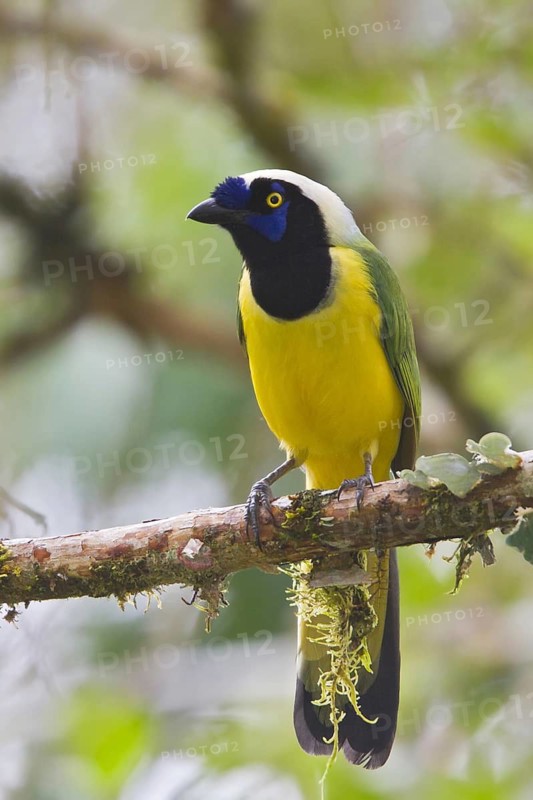 Inca Jay (Cyanocorax yncas), Ecuador