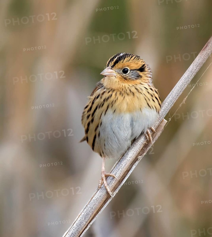 LeConte's Sparrow, Toxostoma lecontei, perches in the grass in a Saskatoon marsh, in Saskatchewan, Canada