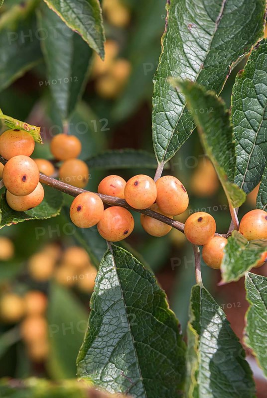 (Ilex verticillata 'Cresgold'), Bundessortenamt, Germany