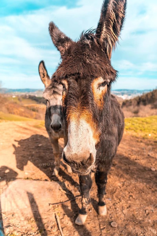 Two donkeys from Mount Adarra in Guipuzcoa. Basque Country