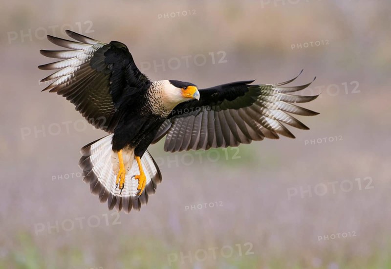 Crested Caracara (Caracara cheriway)