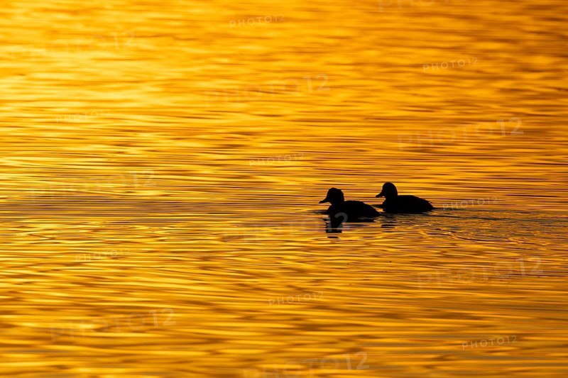 Tufted duck (Aythya fuligula) two adult ducks birds on a lake silhouette at sunset, Suffolk, England, United Kingdom