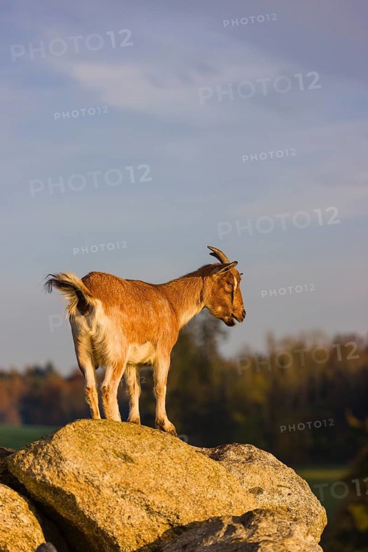 An African Pygmy goat Capra aegagrus hircus) stands on top of a rock, looking around