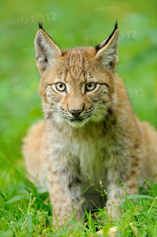 A young lynx sits in the grass, with watchful eyes and curious gaze, Eurasian lynx (Lynx lynx), Hesse