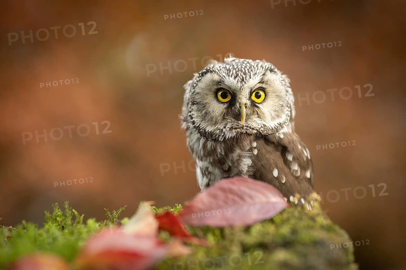Boreal Owl (Aegolius funereus) captive, Germany