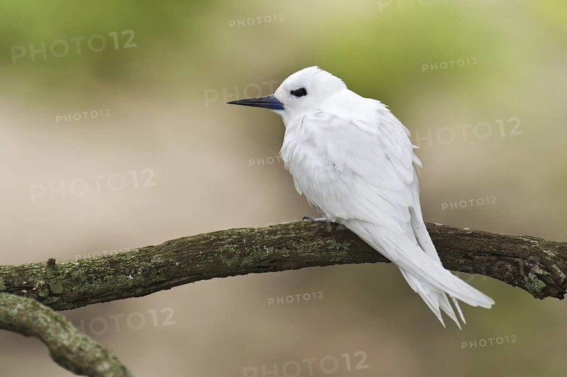 White Tern (Gygis alba), Hawaii, USA