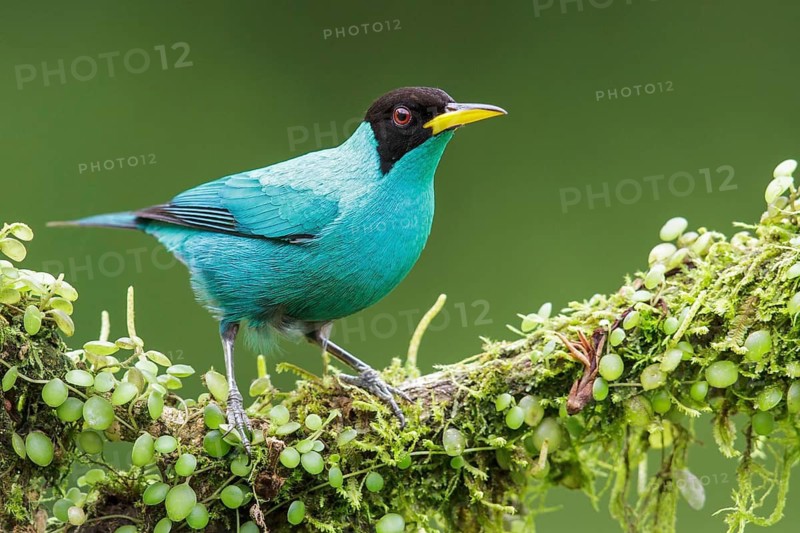 Green Honeycreeper (Chlorophanes spiza) perched on a branch in Costa Rica
