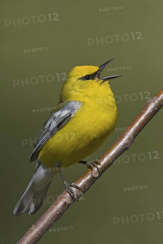 Blue-winged Warbler (Vermivora cyanoptera), Ontario, Canada