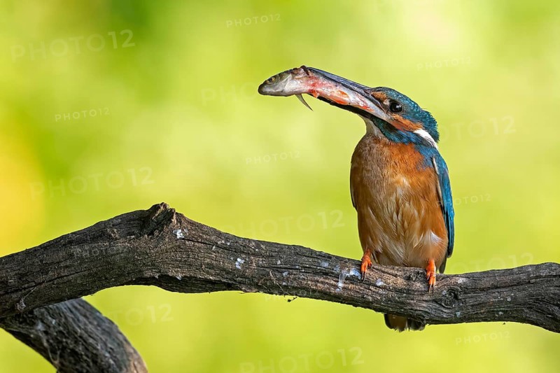 Common Kingfisher (Alcedo atthis) male perched on a branch with fish in its beak, Saxony-Anhalt, Germany