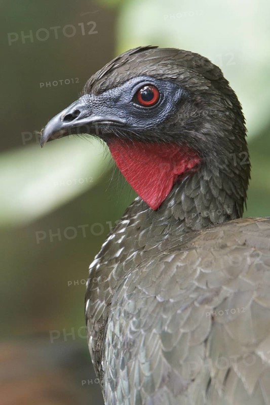 Crested Guan (Penelope purpurascens) perched on a branch in Costa Rica, Central America