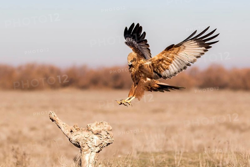 Western Marsh Harrier (Circus aeruginosus) male approaching a stump, Castile-La Mancha, Spain