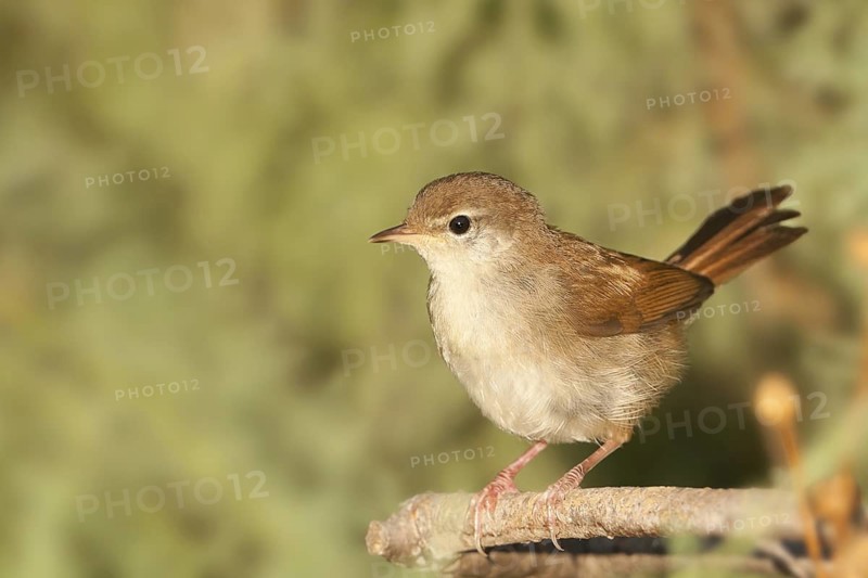 Cetti's Warbler (Cettia cetti), Athens, Greece