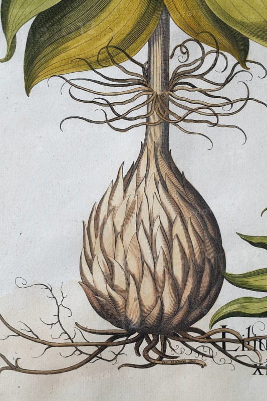 Root, spotted Turk's cap lily (Lilium Martagon), hand-coloured copperplate engraving by Basilius Besler, from Hortus Eystettensis, 1613