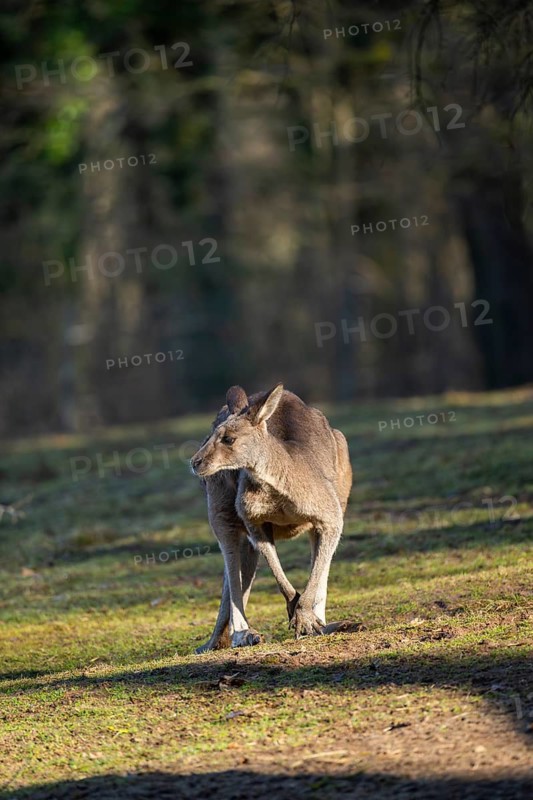 Eastern Gray Kangaroo (Macropus giganteus) on a meadow, captive, occurance Australia, Oceania