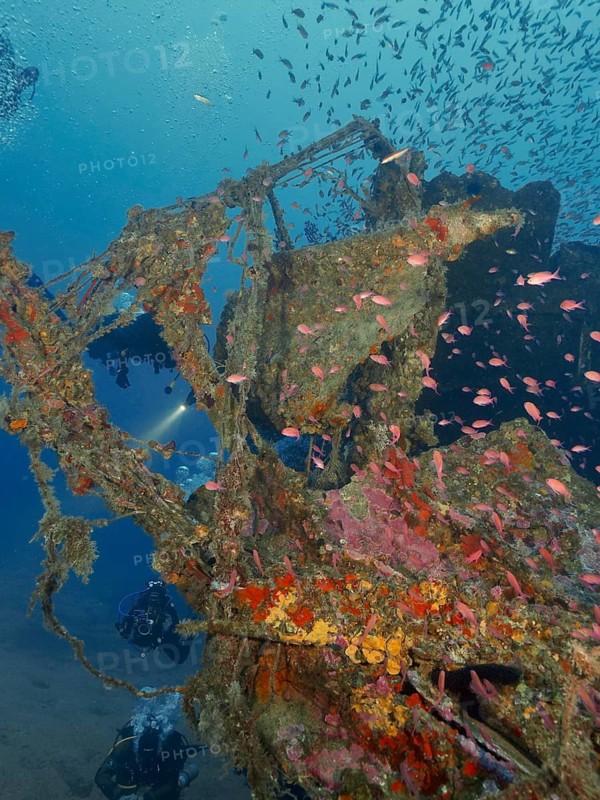 An overgrown shipwreck surrounded by small fish, Mediterranean flagfish (Anthias anthias) in a calm underwater world, dive site wreck Le Grecq, Giens peninsula, Mediterranean Sea, Porquerolles, Provence, Côte d'Azur, France