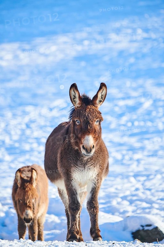 Domestic donkeys (Equus asinus asinus) on a snowy meadow in the mountains in tirol, Kitzbühel, Wildpark Aurach, Austria