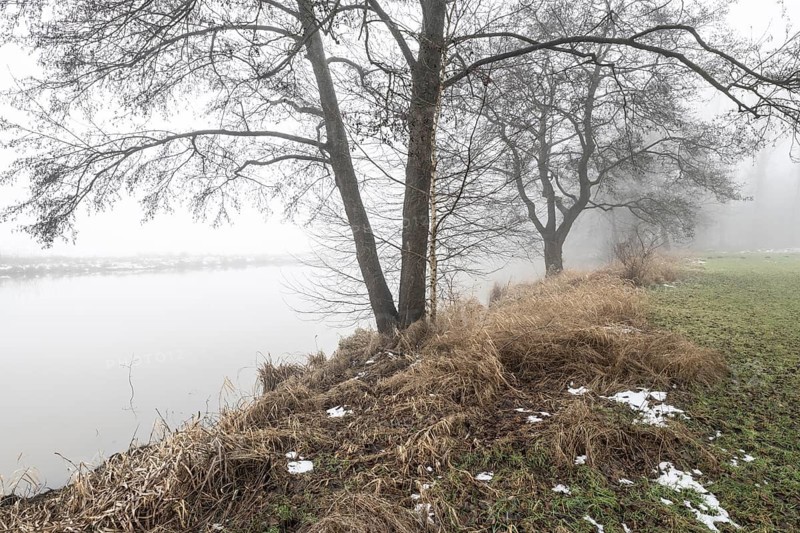Pond landscape with black alder (Alnus glutinosa) in the fog, Emsland, Lower Saxony, Germany