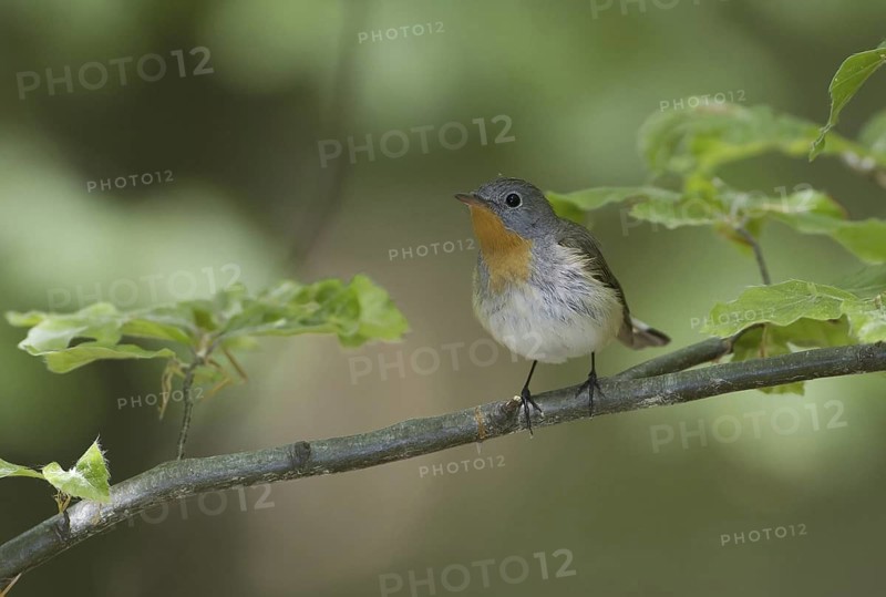Red-breasted Flycatcher (Ficedula parva), Mecklenburg-Western Pomerania, Germany