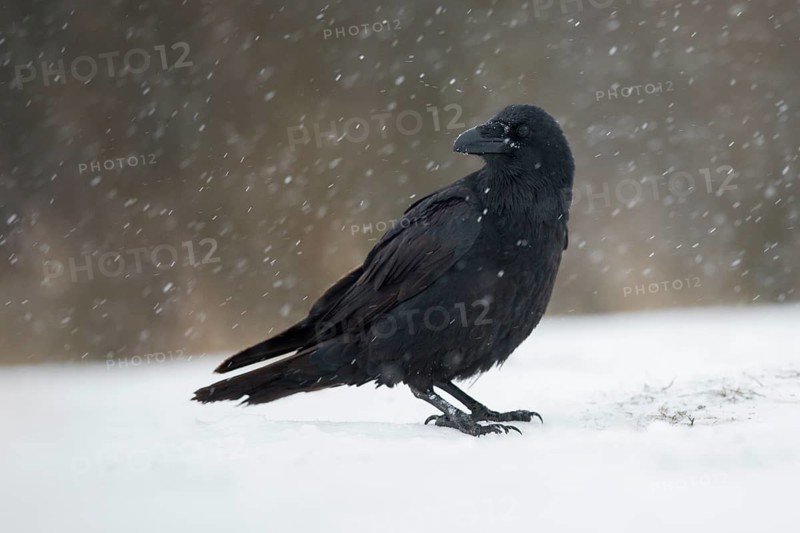 Northern Raven (Corvus corax) perched on snowy ground, Poland