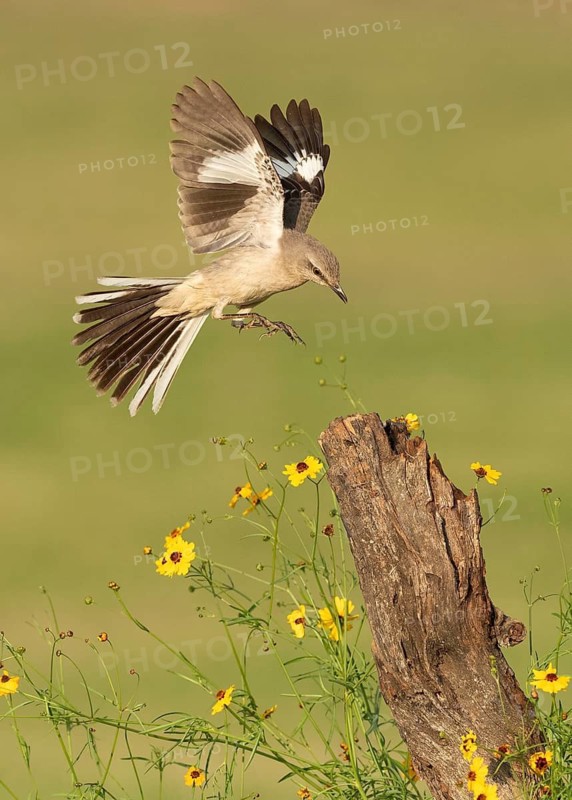 Northern Mockingbird (Mimus polyglottos) approaching a stump, Texas, USA