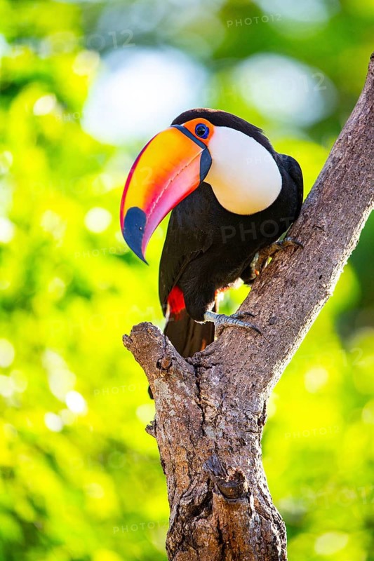 Giant toucan (Ramphastos toco) Pantanal Brazil