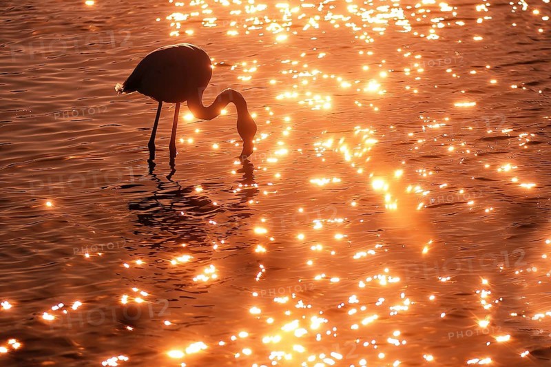A stunning image capturing a pink flamingo elegantly foraging in the shimmering waters of the French Camargue at sunset, illuminated by golden light reflections