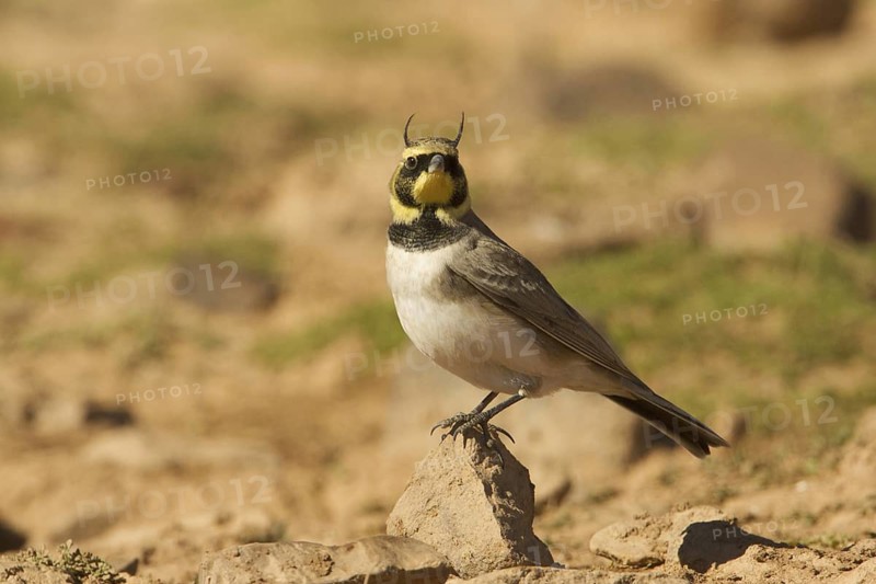 Horned Lark (Eremophila alpestris), Morocco