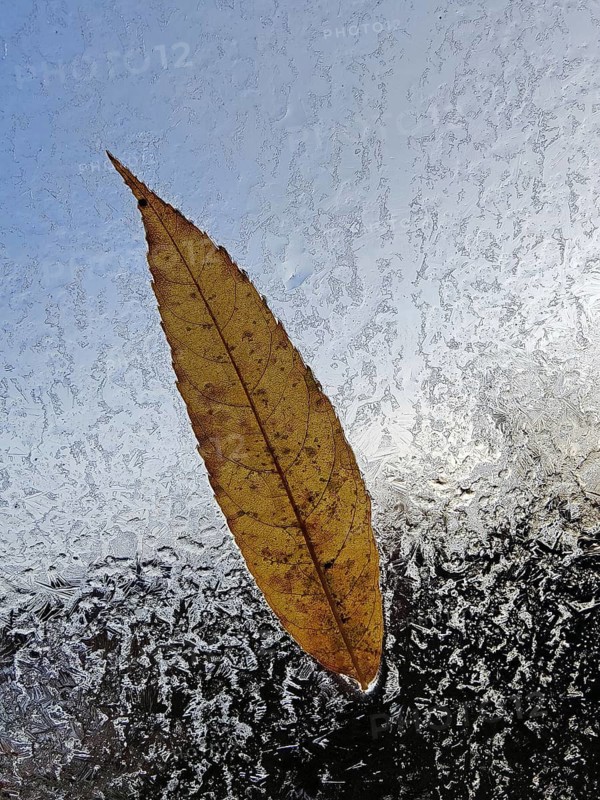 A translucent autumn leaf at the window with ice flowers, autumn, Witten, Ruhr area, North Rhine-Westphalia, Germany