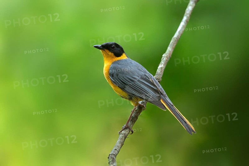 Chorister Robin-Chat (Cossypha dichroa), Kwazulu-Natal, South Africa