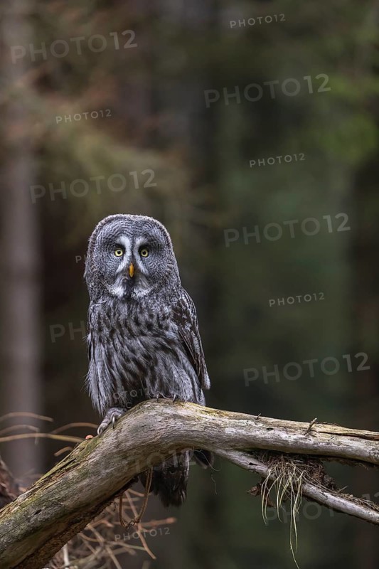 One great grey owl (Strix nebulosa) sitting on the root of a fallen spruce tree
