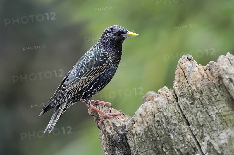 Common Starling (Sturnus vulgaris), Lower Saxony, Germany
