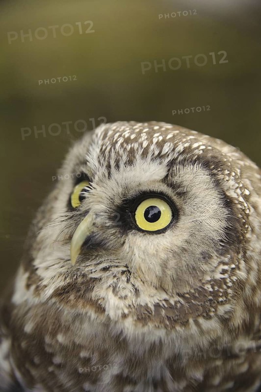 Boreal Owl (Aegolius funereus), North Rhine-Westphalia, Germany
